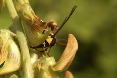 Close-up of insect on flower