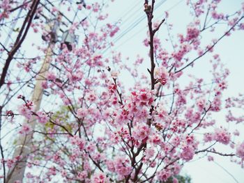 Low angle view of cherry blossom tree