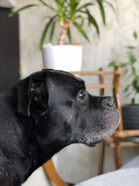 Close-up of dog looking away at home