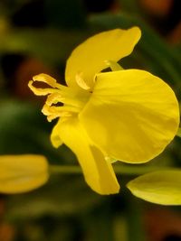 Close-up of yellow flower