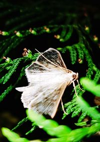 Close-up of butterfly on flower