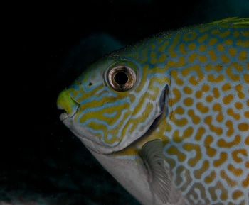 Close-up of fish in sea