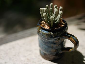 Close-up of succulent plant on table