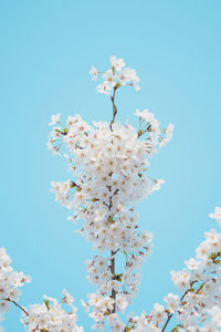 Low angle view of blooming tree against sky