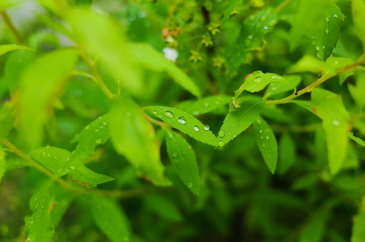 drop, green color, wet, water, leaf, growth, close-up, freshness, dew, nature, beauty in nature, plant, raindrop, rain, focus on foreground, selective focus, fragility, droplet, water drop, green