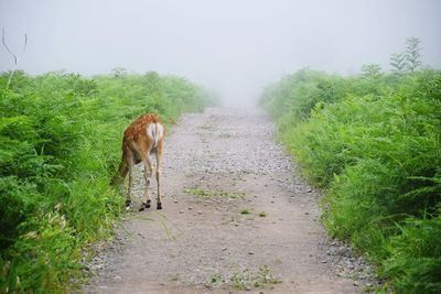 Horse on road amidst field against sky