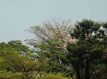 Low angle view of flower trees against clear sky