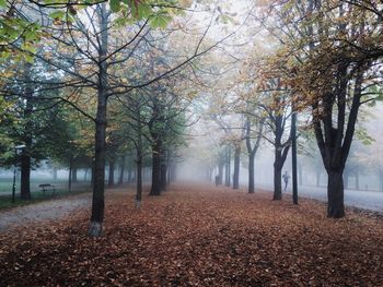 Trees in park during autumn