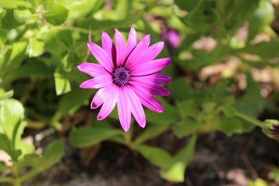 Close-up of pink flowers