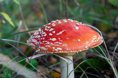 Close-up of fly agaric mushroom on field