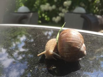 Close-up of snail