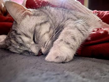 Close-up of cat sleeping