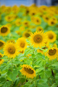 sunflower