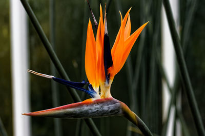 Close-up of yellow flowering plant