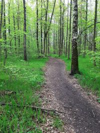 Trees growing in forest