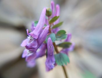 Close-up of flower against blurred background