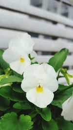 Close-up of white flowers growing outdoors