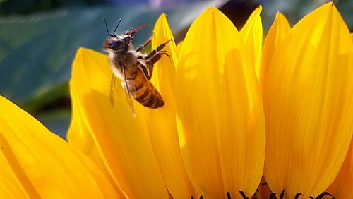 Close-up of bee perching on yellow flower