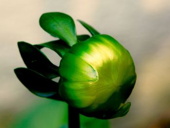 Close-up of green plant