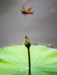 Close-up of a flower