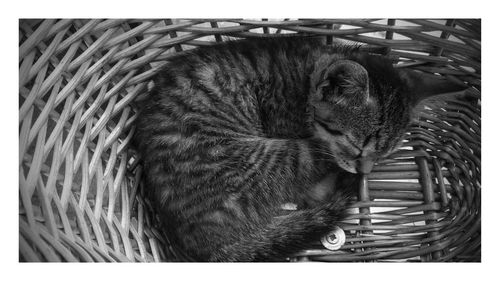 Close-up of horse in basket