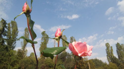 Close-up of pink rose against sky