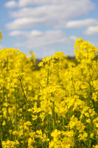 Scenic view of oilseed rape field against sky