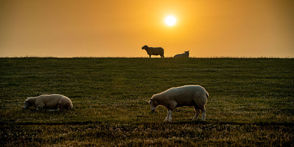 Sheep grazing in a field early morning 