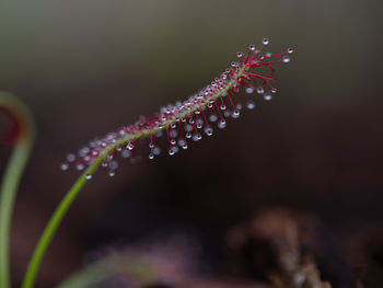 Close-up of water drops on purple flowering plant