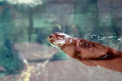 Close-up of otter in water