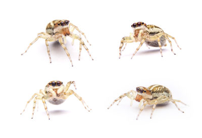 Close-up of insect on white background