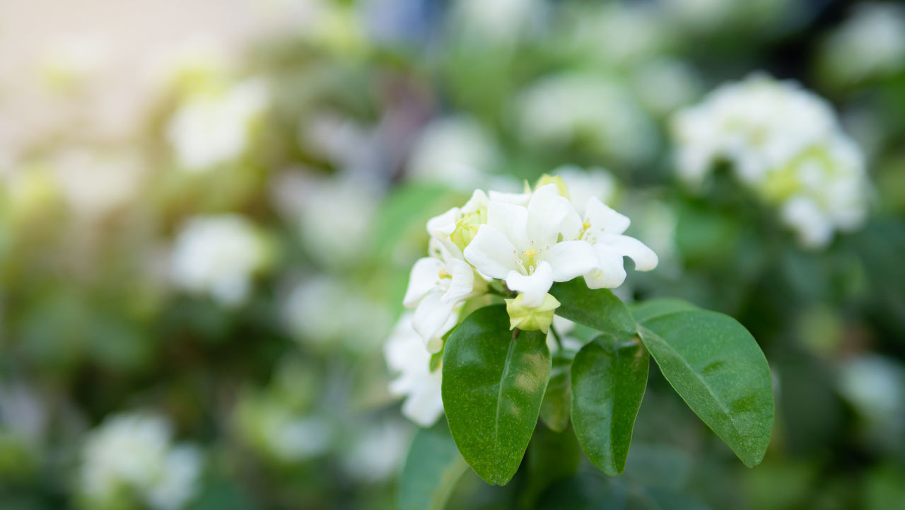 CLOSE-UP OF WHITE FLOWERING PLANT AGAINST BLURRED BACKGROUND