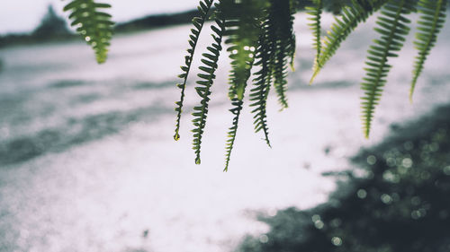 Close-up of fern leaves