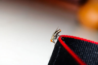 Close-up of butterfly