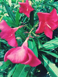 Close-up of pink flowers