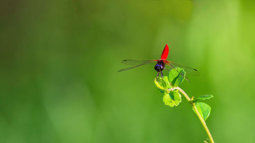 Close-up of insect on leaf