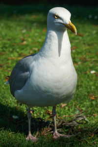 Close-up of bird perching on a field