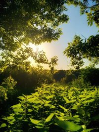 Low angle view of trees on sunny day