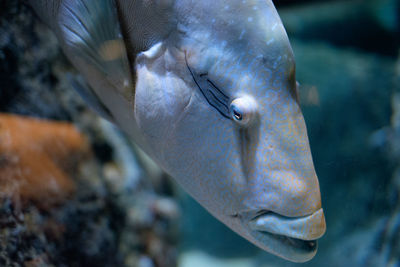 Close-up of fish swimming in water