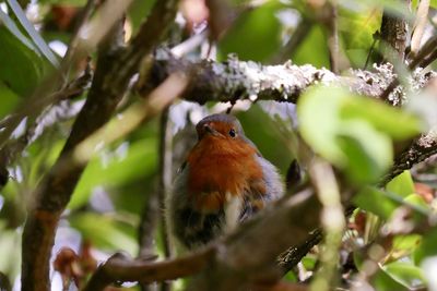 Close-up of bird perching on branch