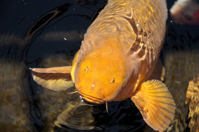 Close-up of koi fish in water