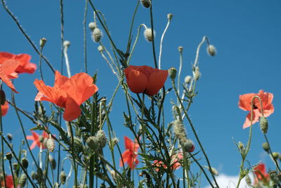 Close-up of red poppy flowers against blue sky