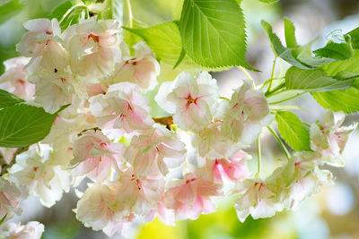 Close-up of white flowers