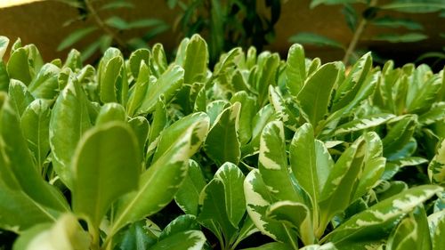 Close-up of wet plants