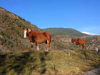 Cows grazing on mountain against clear sky