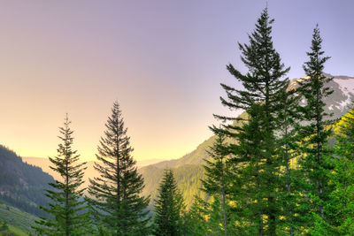 Trees against sky