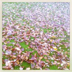 Full frame of leaves on field