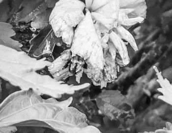 Close-up high angle view of plant