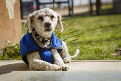 Portrait of dog sitting on footpath