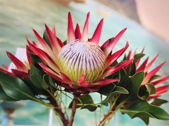 Close-up of red flowering plant